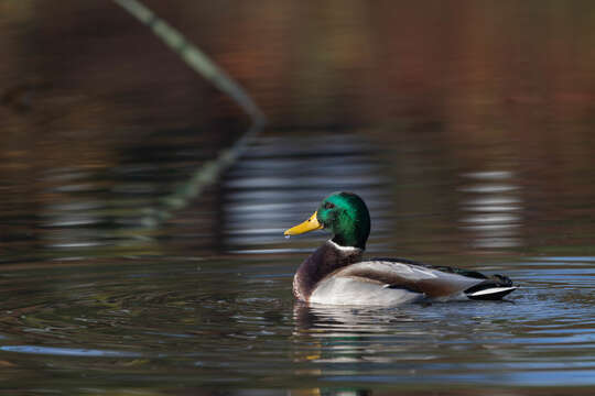 Image of Common Mallard