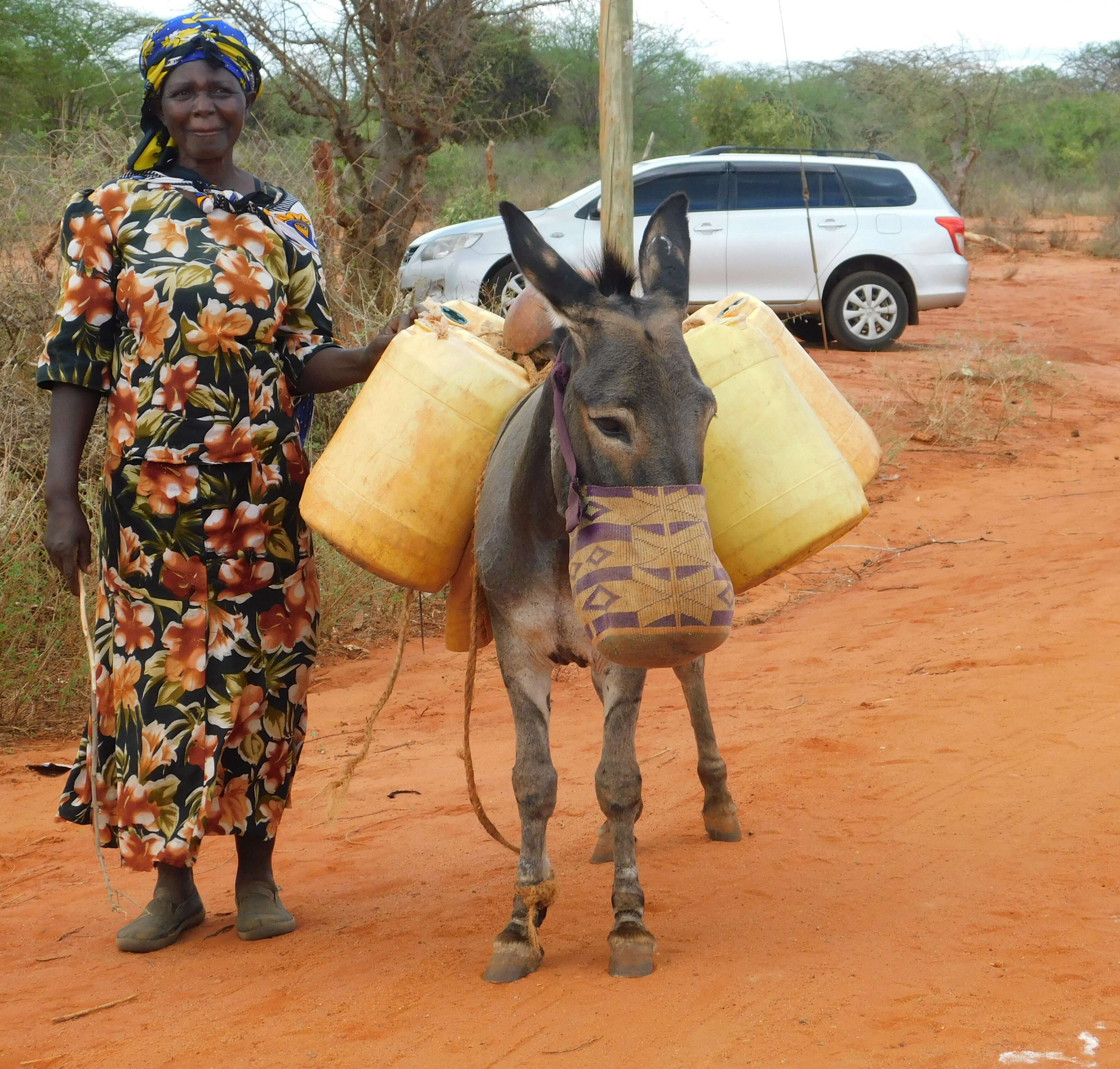 Image of Ass -- Feral donkey