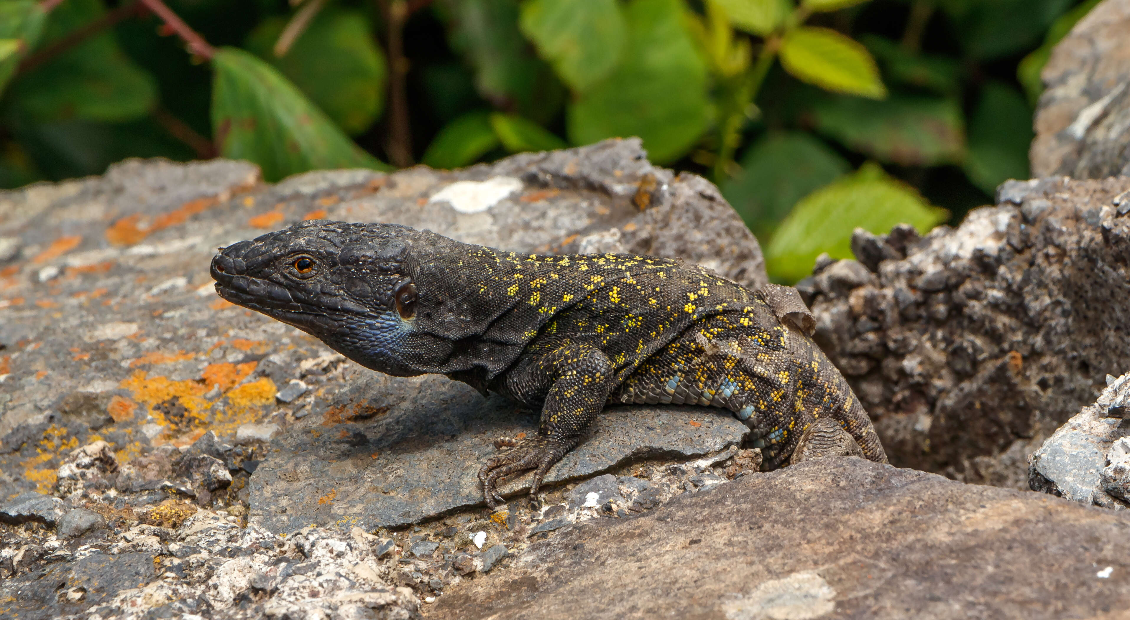 Image of Tenerife Lizard