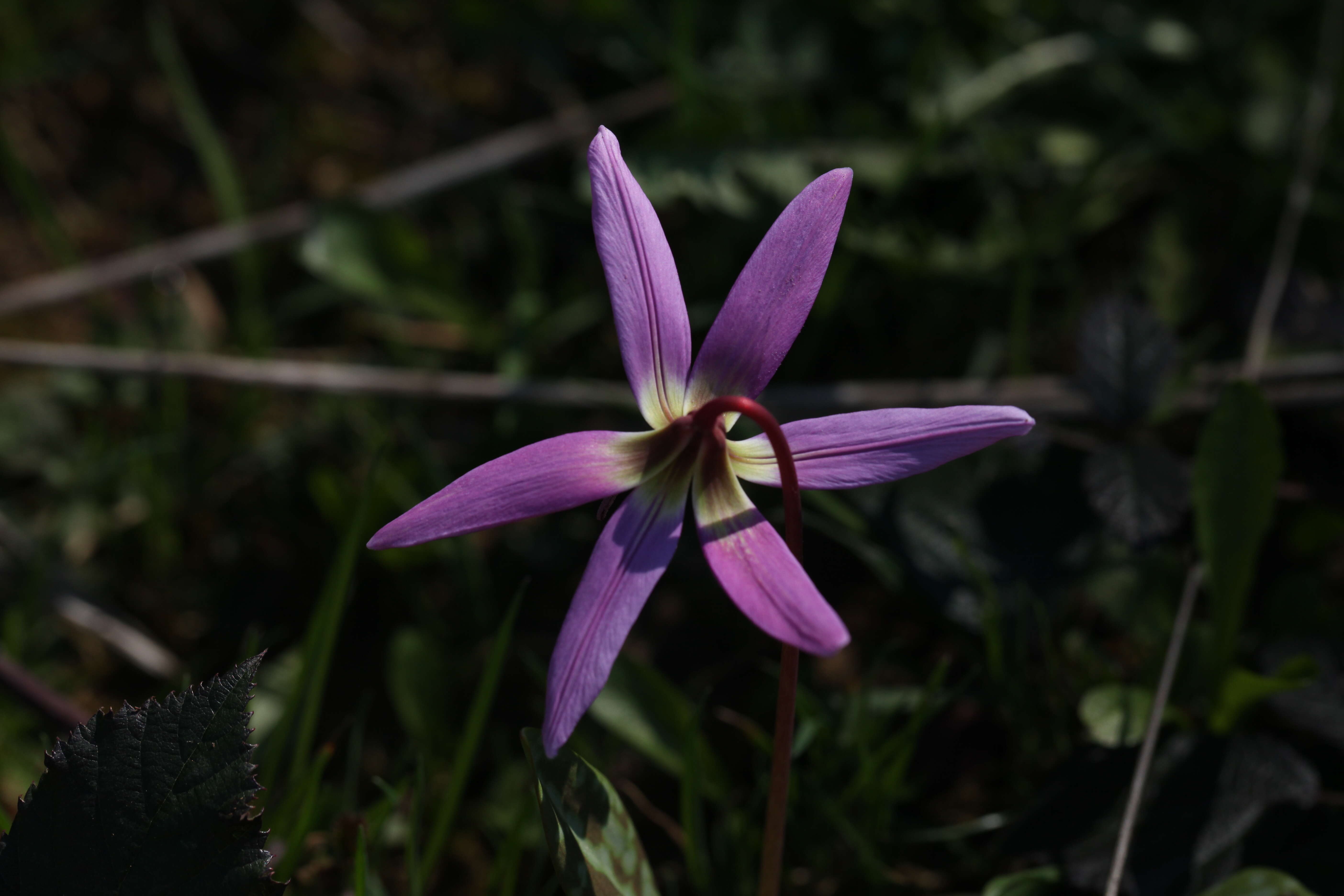 Image of Dog tooth lily