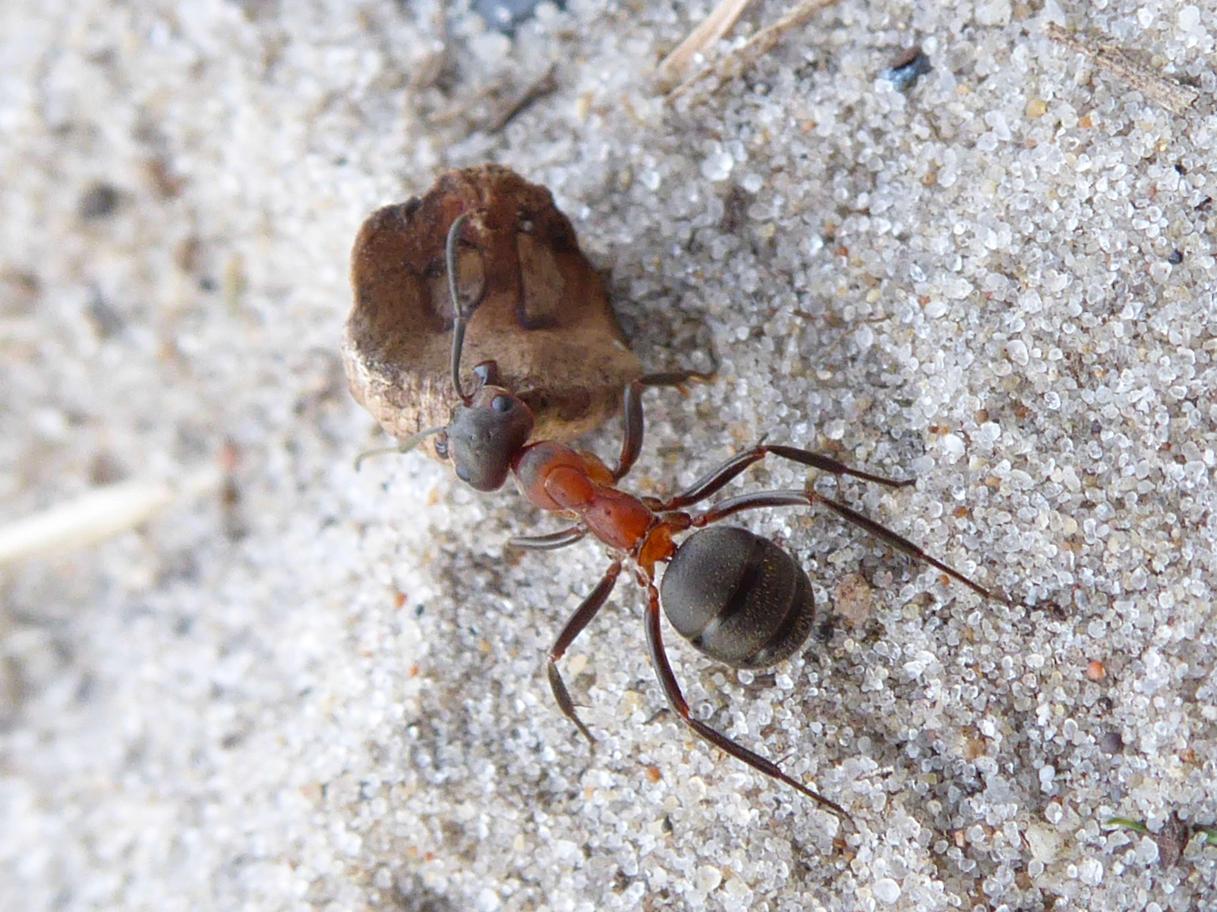 Слика од Formica rufa Linnaeus 1761