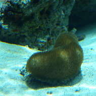 Image of mole coral