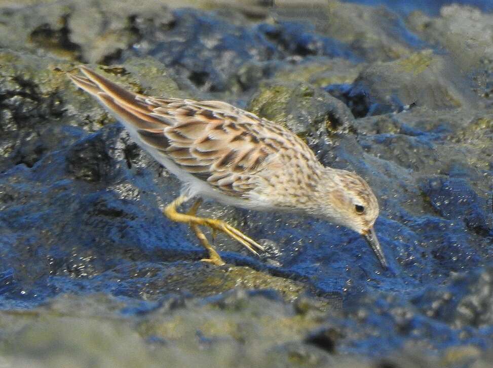 Image of Long-toed Stint