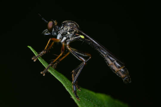 Image of Dioctria hyalipennis (Fabricius 1794)