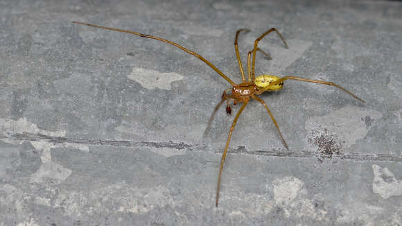 Image of Enoplognatha ovata (Clerck 1757)