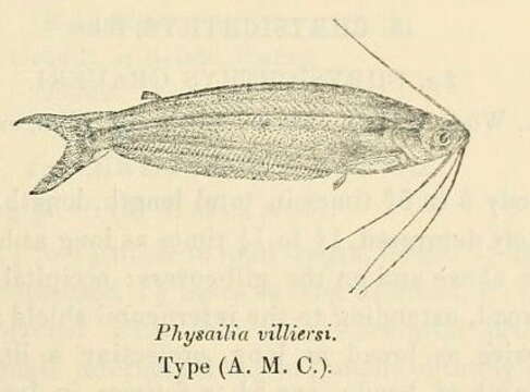 Image of Parailia