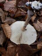 Macrolepiota mastoidea (Fr.) Singer 1951 resmi