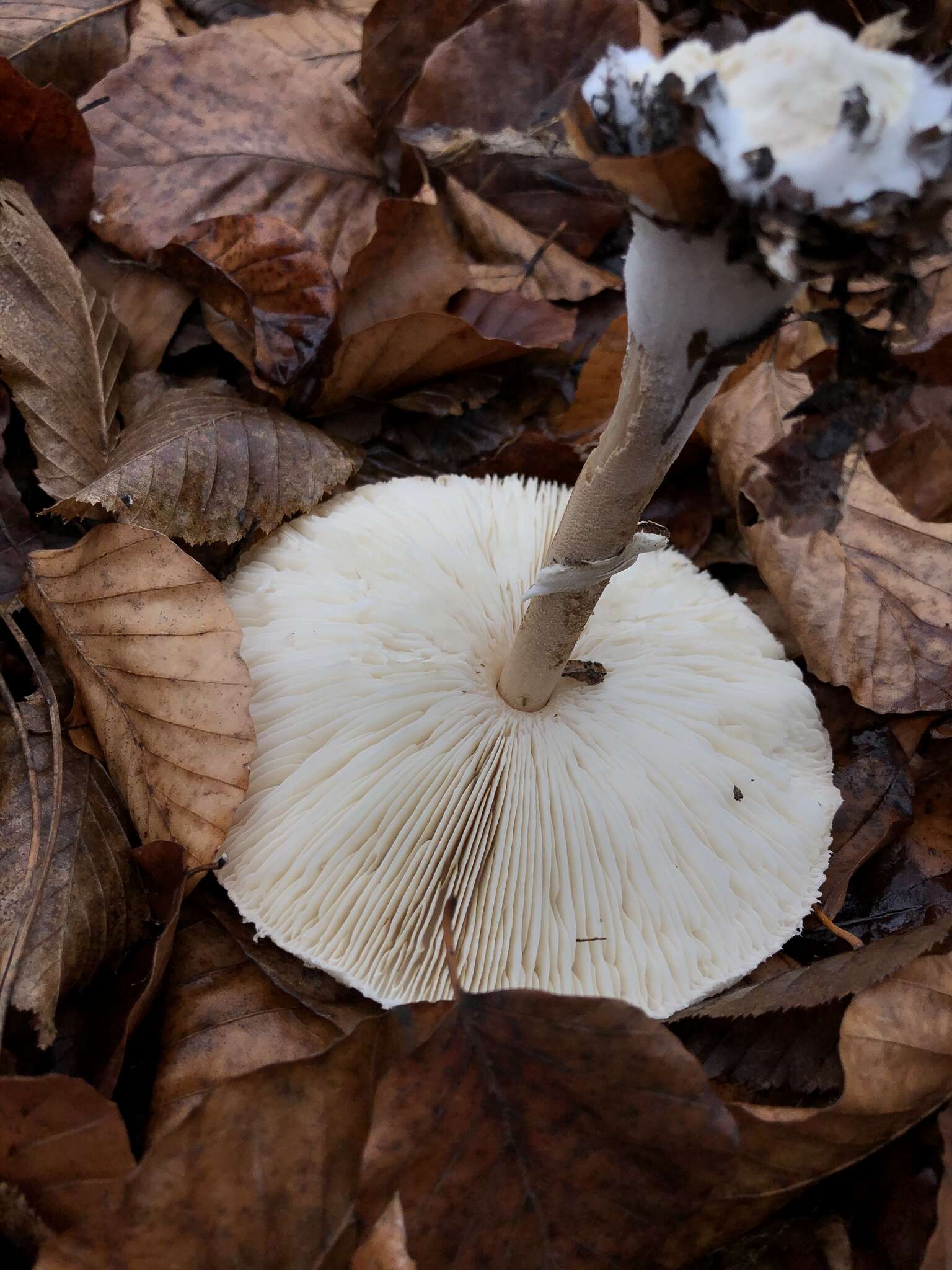 Слика од Macrolepiota mastoidea (Fr.) Singer 1951