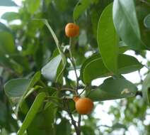 Imagem de Ficus benjamina L.