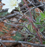 Image of New Mexico plumeseed