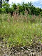 Image of creeping bentgrass