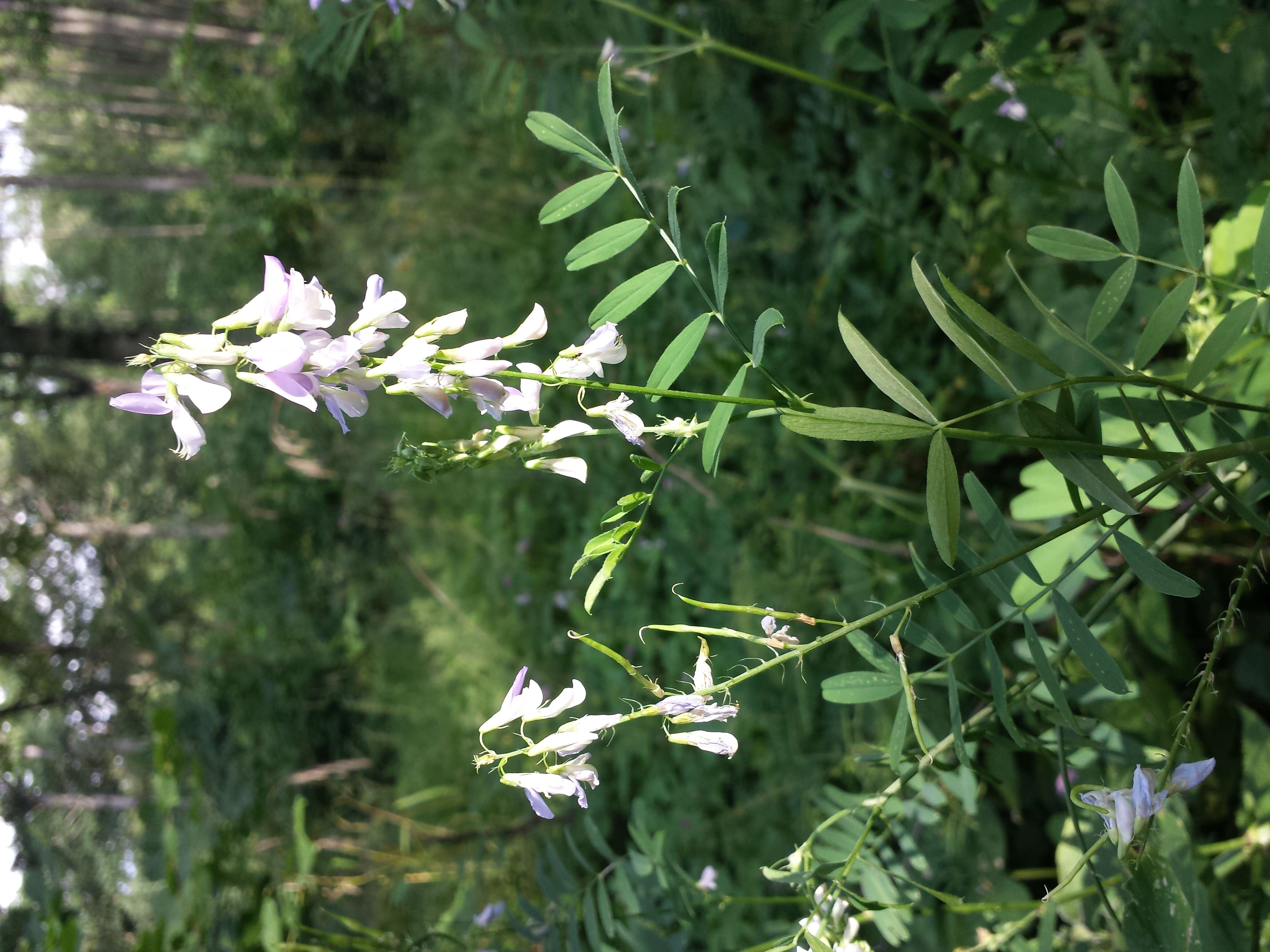 Image of Goat's rue