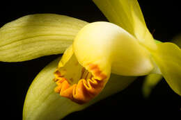 Image of Phaius flavus (Blume) Lindl.