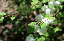 Image of Asian meadowsweet