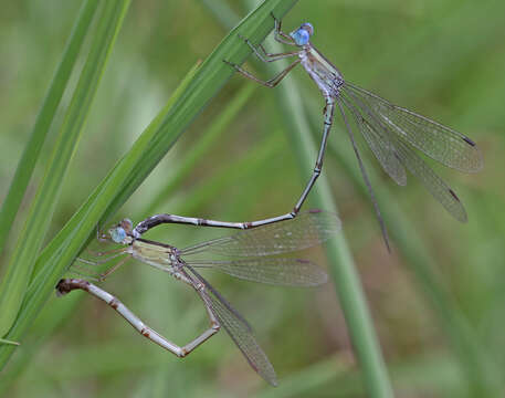 Image of Lestes patricia Fraser 1924