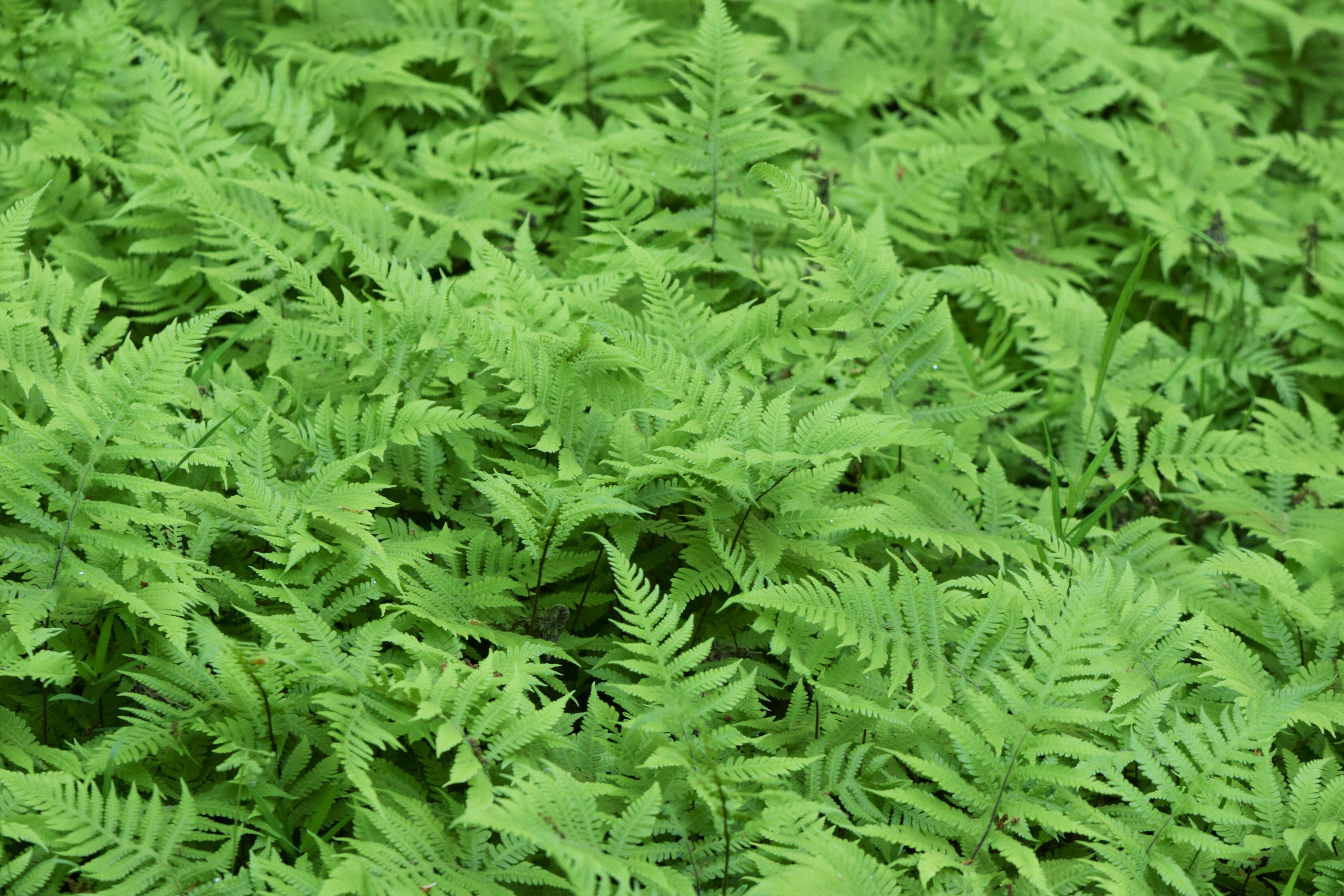 Image of Beech Fern