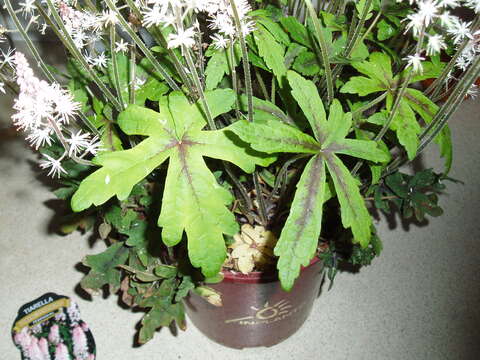 Image of Heartleaved foamflower