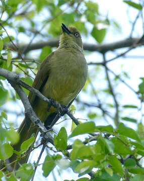 Image of Andropadus Swainson 1832