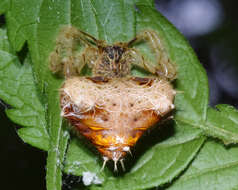 Image of Cladomelea debeeri Roff & Dippenaar-Schoeman 2004