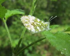 Image of orange tip