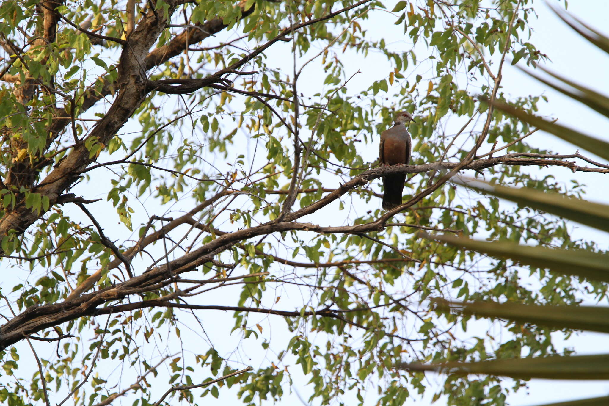 Image of Adamawa Turtle Dove