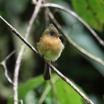 Image of Tufted flycatchers