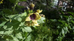 Image of black henbane