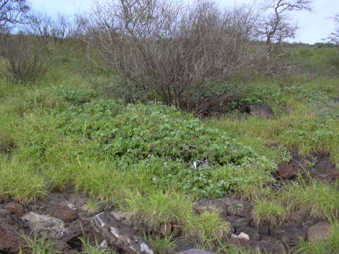 Image of Hawai'ian cotton