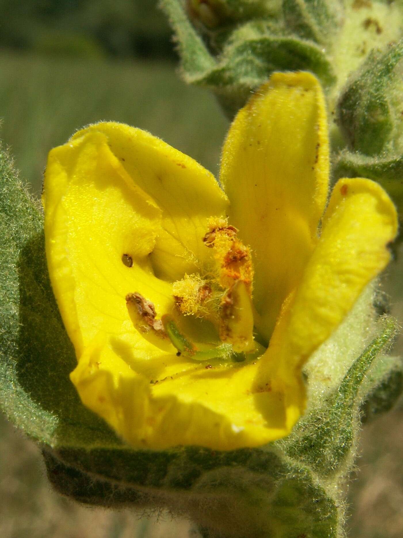 Image de faux bouillon blanc