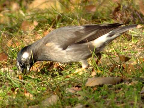 Image of White-cheeked Starling