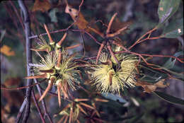 Imagem de Eucalyptus cornuta Labill.