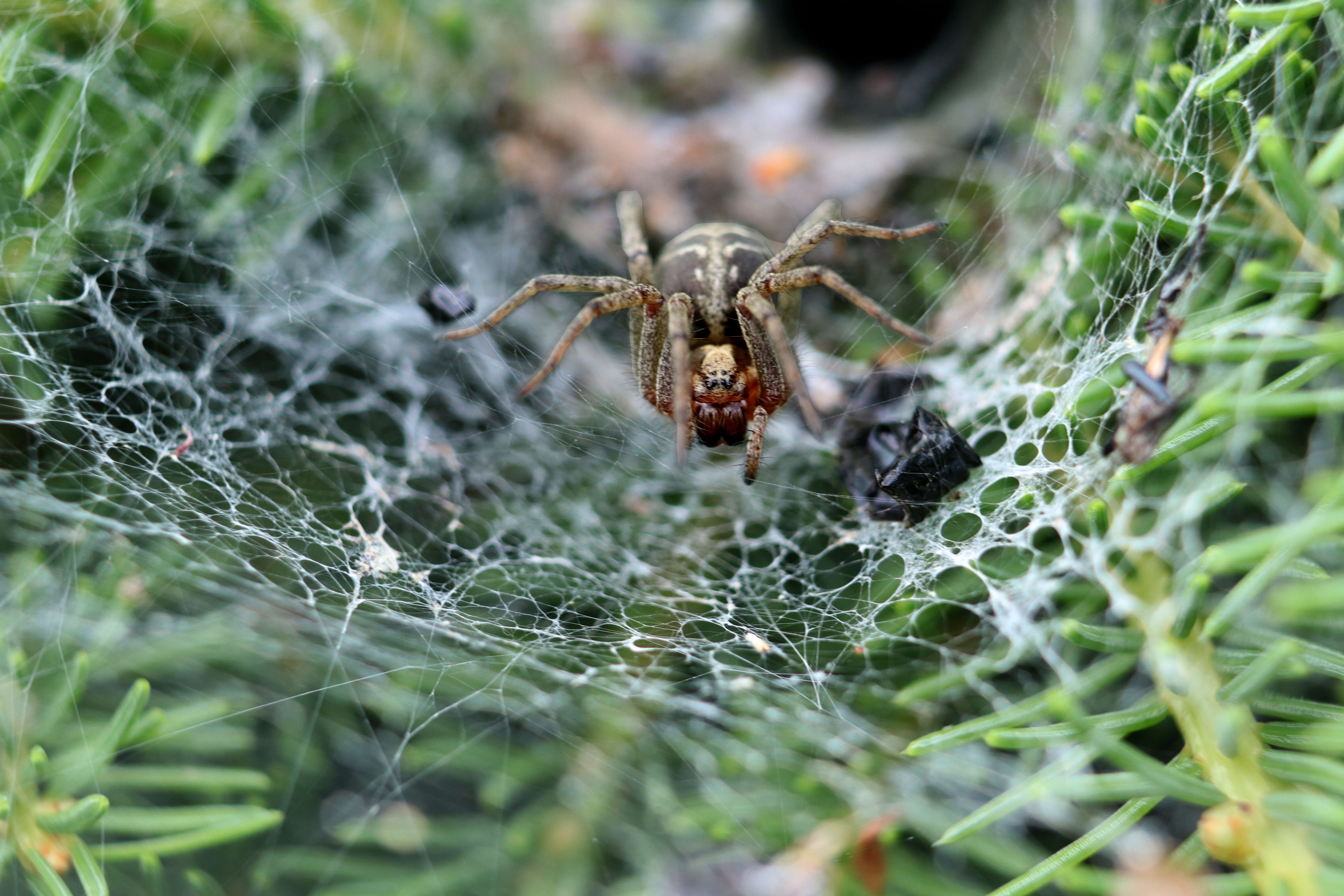 Image of Agelena labyrinthica (Clerck 1757)