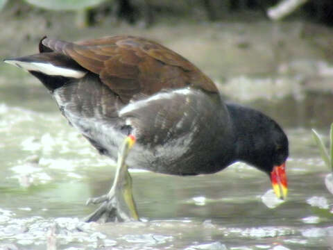 Image of Common Moorhen