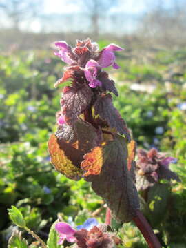 Image of purple archangel