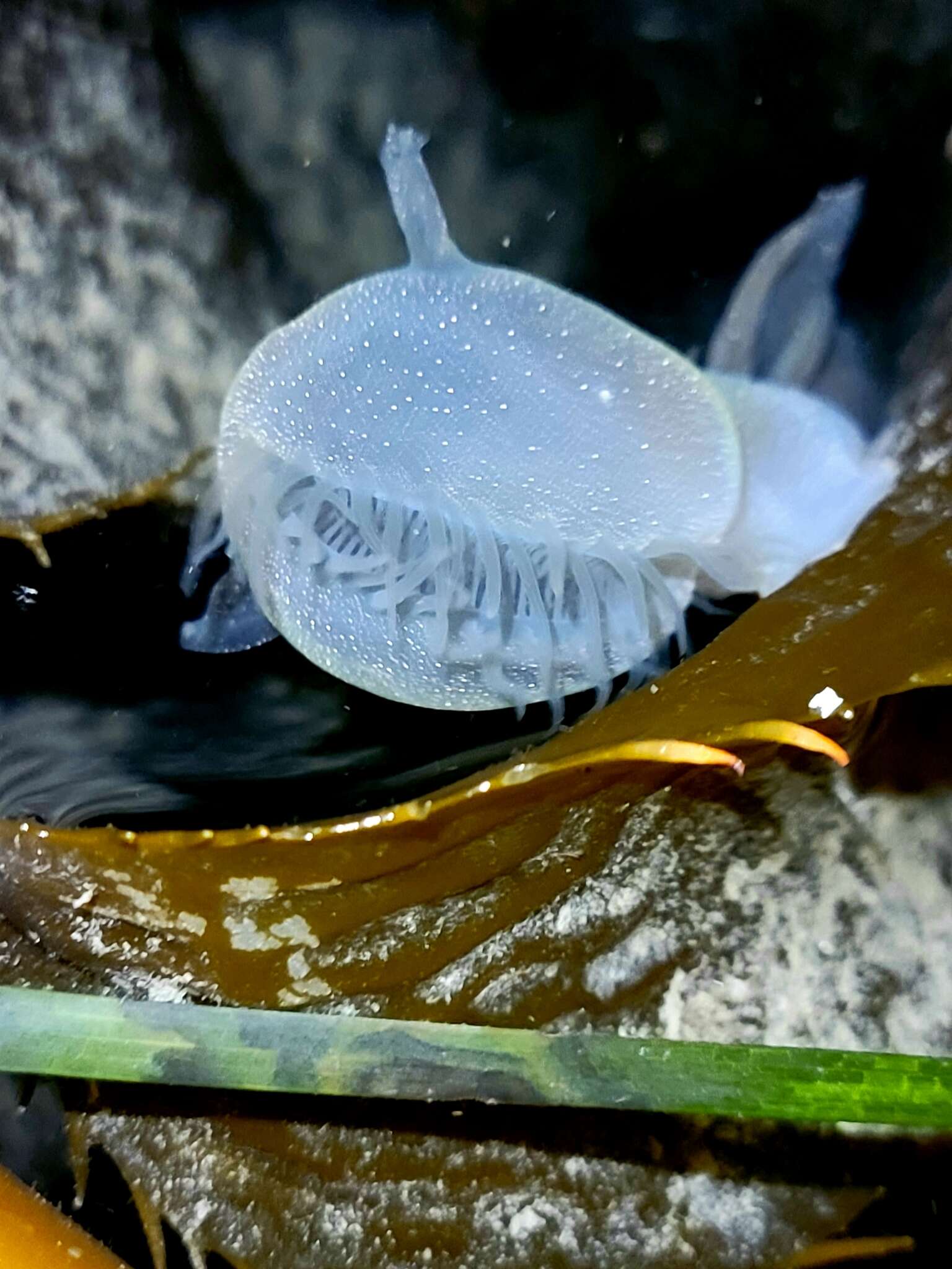 Image of Hooded sea slug