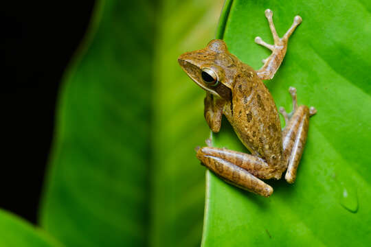 Image of Common Tree Frog