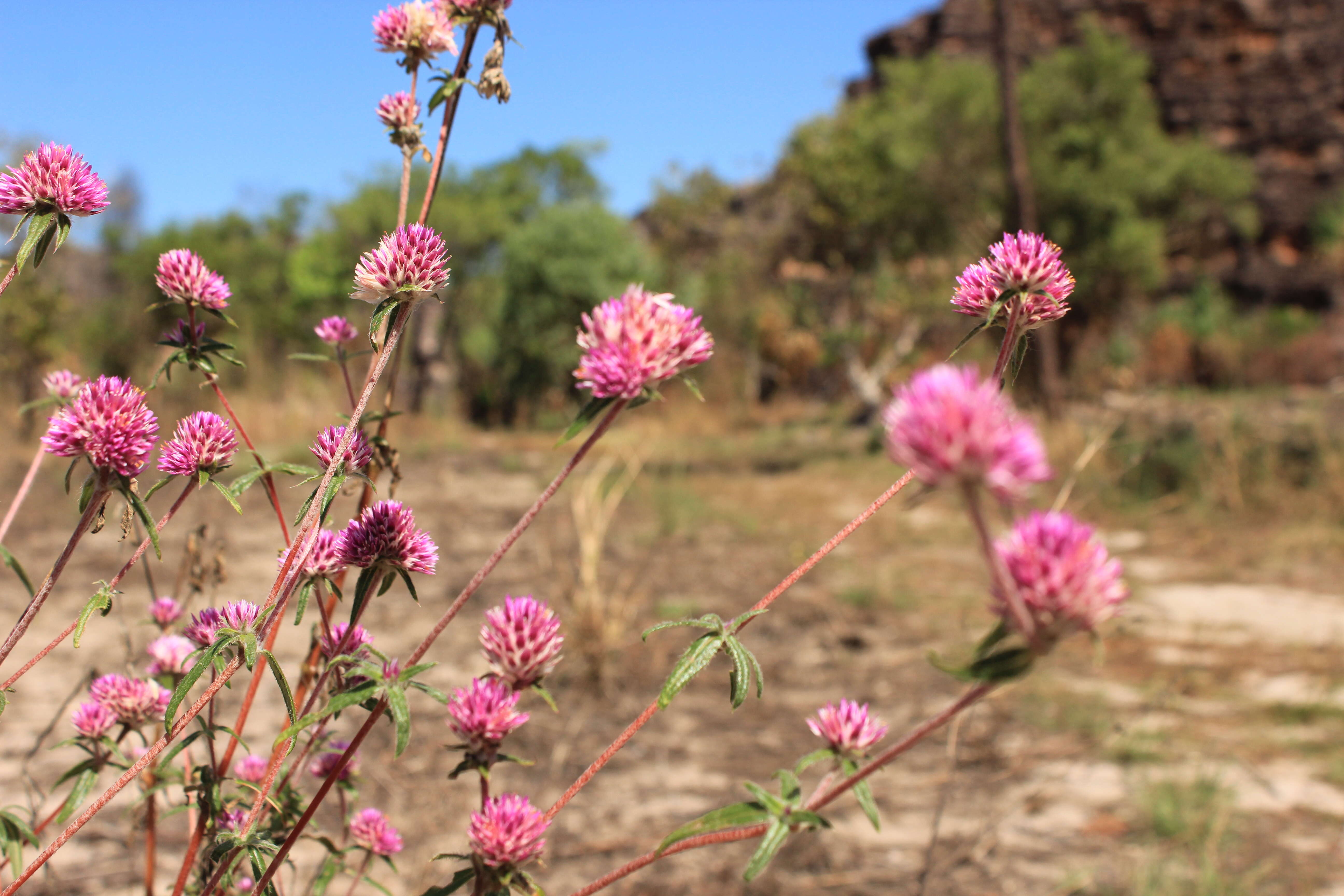 Image of Gomphrena canescens R. Br.