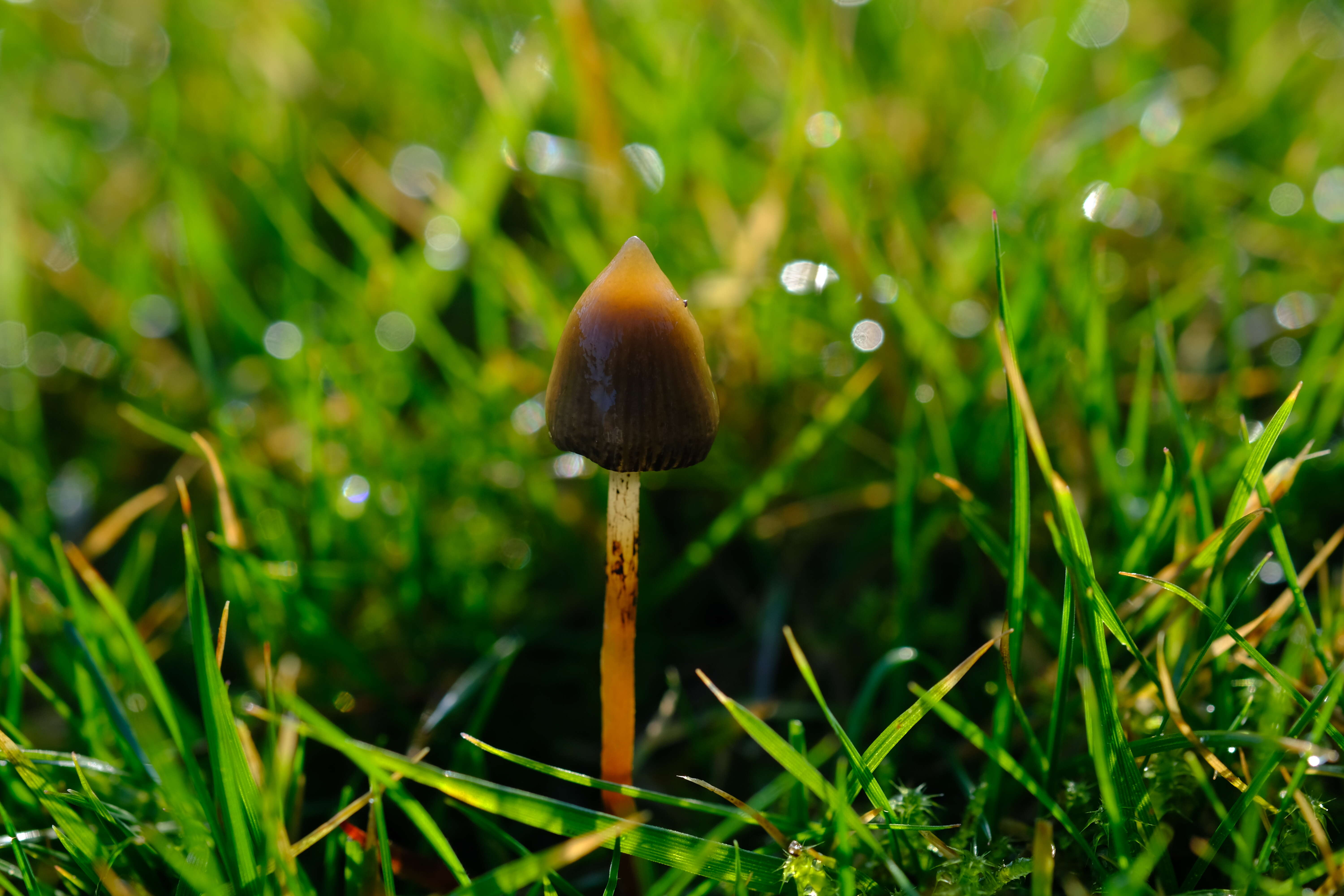 Plancia ëd Psilocybe semilanceata (Fr.) P. Kumm. 1871