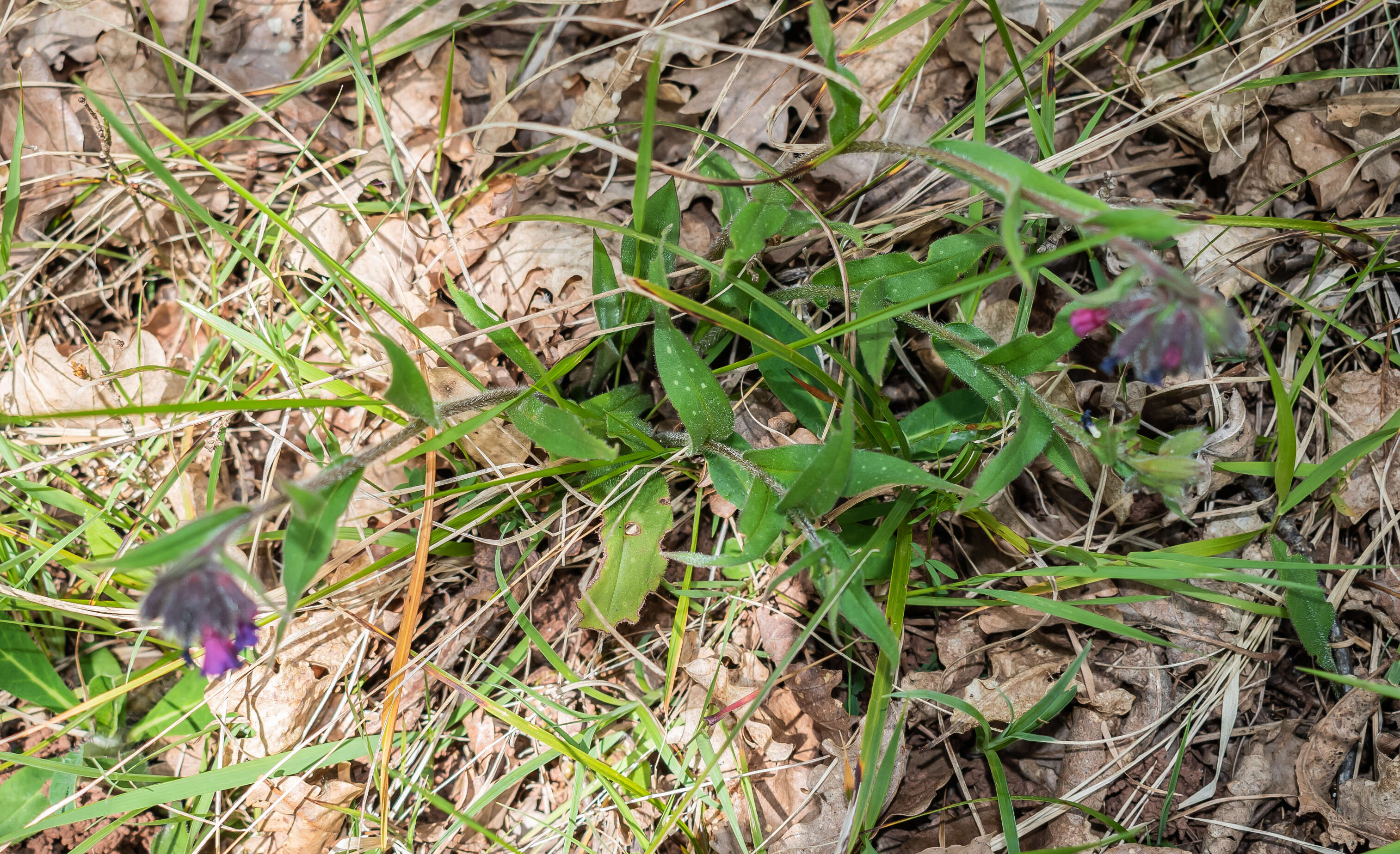 Image of Pulmonaria longifolia (Bast.) Boreau