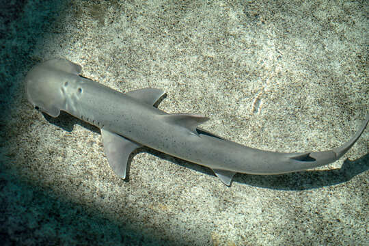 Image of Bonnethead Shark