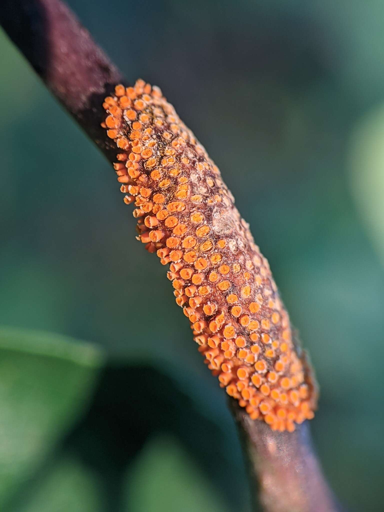 Image of Crown rust of oats