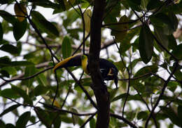 Image of Keel-billed Toucan