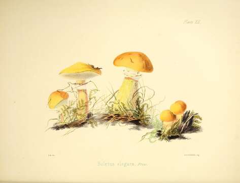 Image of Suillus grevillei (Klotzsch) Singer 1945