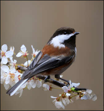 Image of Chestnut-backed Chickadee