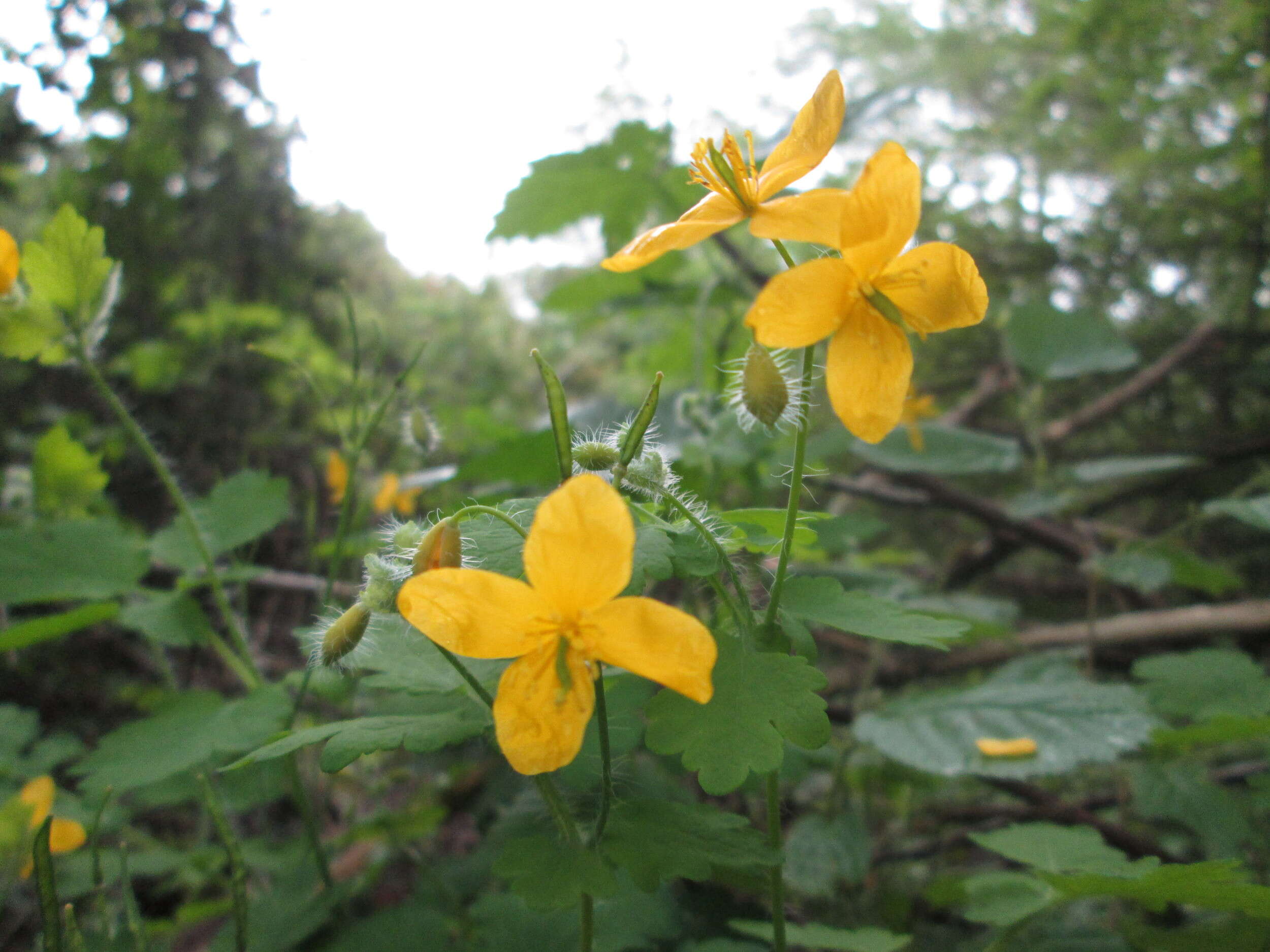 Image of celandine