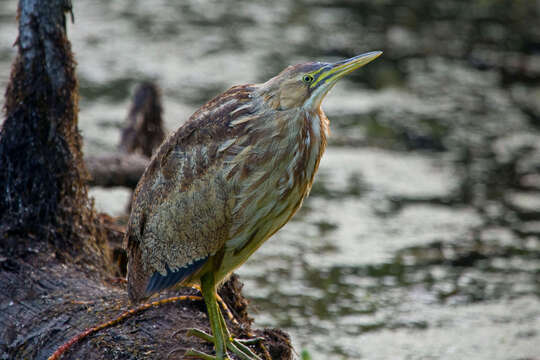 Image of American Bittern