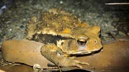 Sivun Bufo japonicus Temminck & Schlegel 1838 kuva