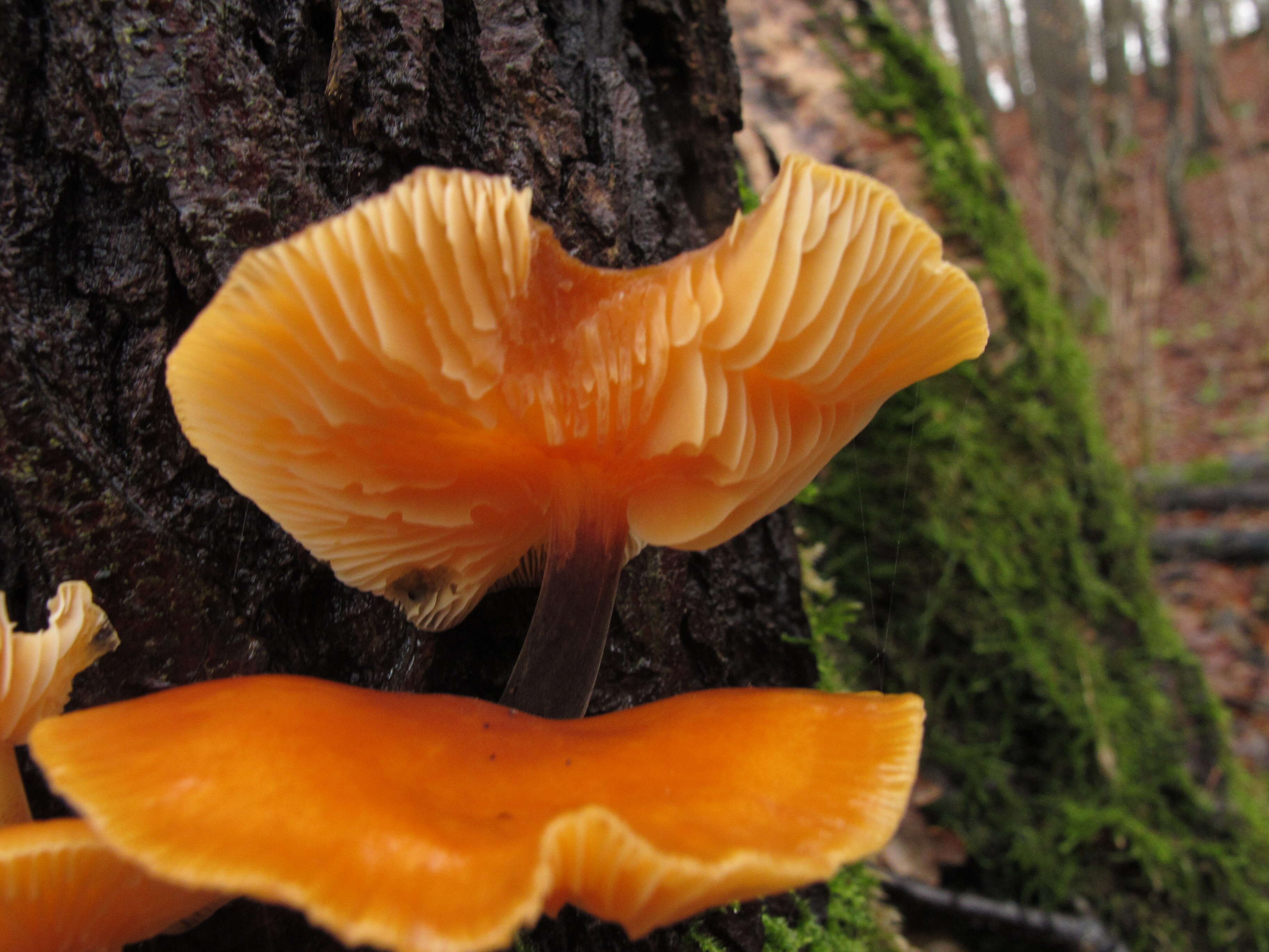 Plancia ëd Flammulina velutipes (Curtis) Singer 1951