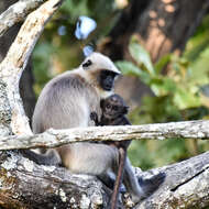 Image of Semnopithecus hypoleucos