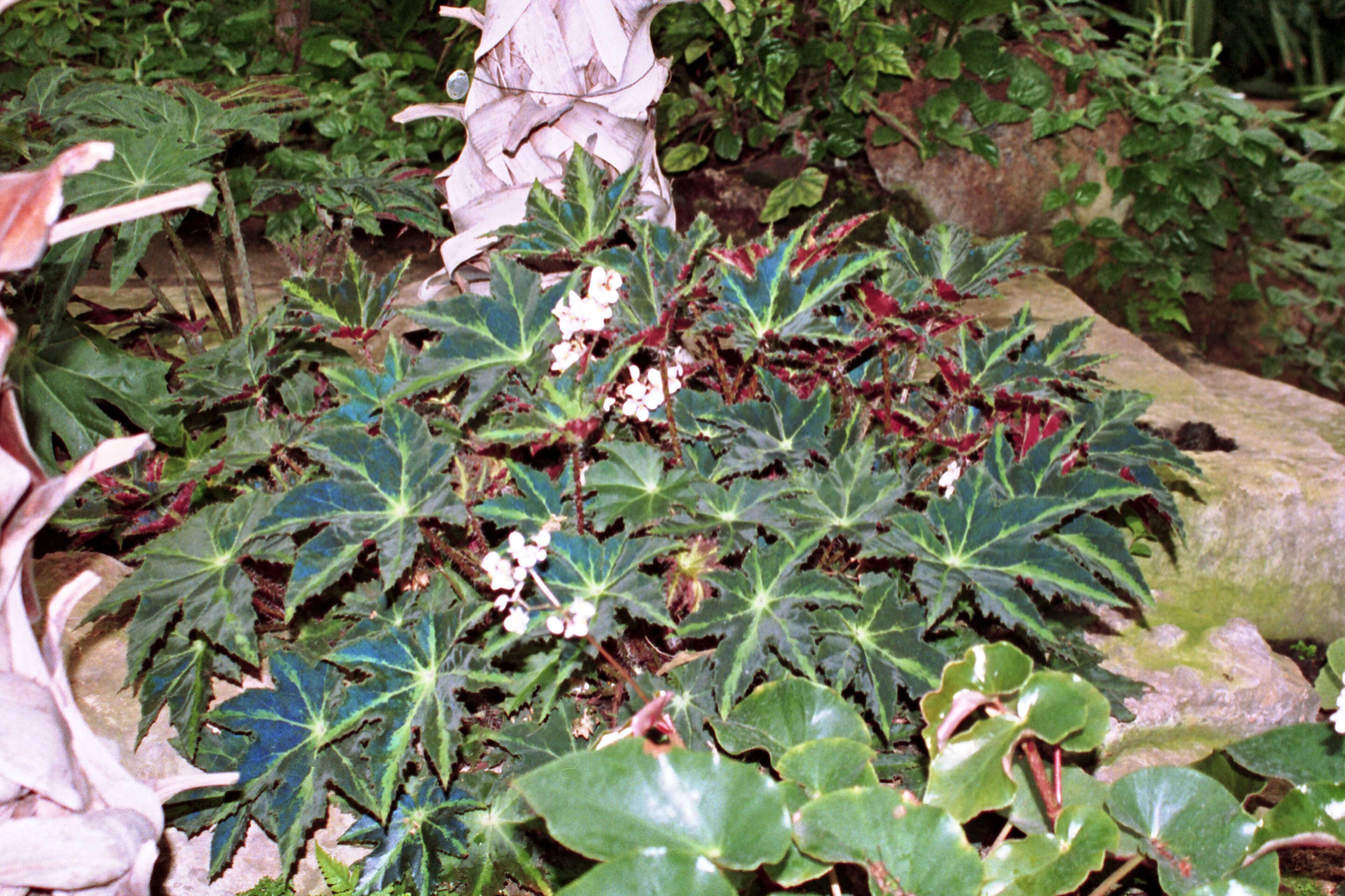 Image of starleaf begonia